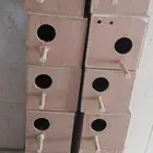 10 بياضة طيور تستخدم للبادجي وطيور الزيبرا والكناري