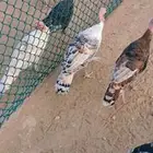 دجاج رومي