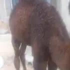 السلام عليكم حاشوان ثلاثه البيع