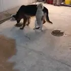 pupy dog for sale 2000