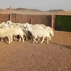 غنم حرش طيبه صنف 28 راس بالفحل ثني دفيع وضراب