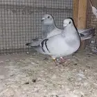 جوز زاجل