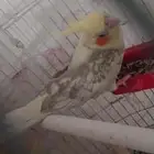 (تم البيع )