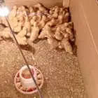 بط بكيني صوص دجاج