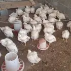 متوفر دجاج لاحم ذبح طازج