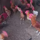 ديوك بلدي للبيع