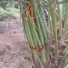 نخل اللبيع في نجران بيظ نجران