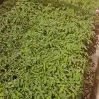 شتلات زراعيه