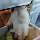 شوقر قلايدر