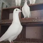 جوز زاجل ابيض صك مع انتاجه