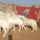 غنم حرش طيبه صنف 15 راس دفيع وضراب