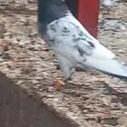 بكستانيات جدة بريمان 35