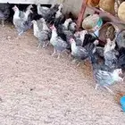 دجاج بياض ع الشرط