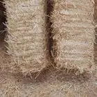 تبن شعير جديد شد جندير