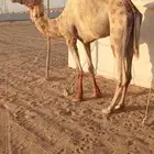 قليصه اللبيع