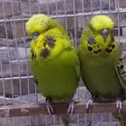 جوز بادجي انجليزي
