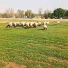 خرفان نعيم بلدي