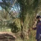 نخل للبيع