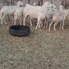 ضأن حري مقاني طيبة