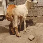 رخل للبيع ماشاء الله العمر 4شهور