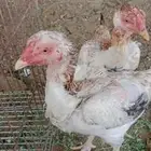 سلام عليكم ورحمه الله وبركاته عرض لكم دجاجتين شامو