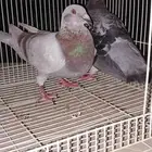 جوز زاجل