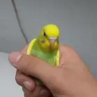 انباعت كلها