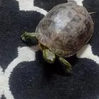 سلحفاة قزوين برمائيه