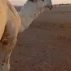 للبيع بعير كفووو سنه رباع