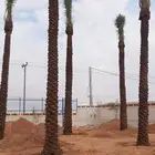 نخل للبيع اخلاص خضري برحي هشيشي هلالي سكري مشكلات