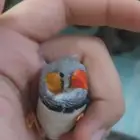 طير زيبرا ذكر للبدل مع بادجي أنثى او للبيع