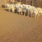 غنم حرش طيبه صنف 23 راس بالفحل دفيع وضراب