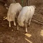 بسم الله ماشاء الله غنم و ضان اللبيع