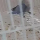 روز للبيع