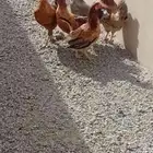 دجاج