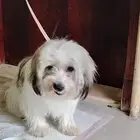 كلبه نوعه هافانيز واومر وتلبس حفاضه