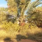 المطلوب مزرعة للجار