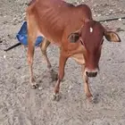 حسيله انثى العمر فوق السنه