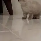 قطه هملايا للبيع على السوم للتواصل على هذا الرقم