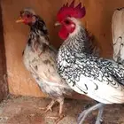 للبيع طقمين سبرايت