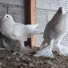 للبيع جوز نفاخ وزاجل