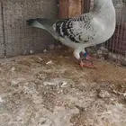 جوز زاجل مع انتاجه