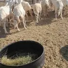 ضأن حري ولد للبيع