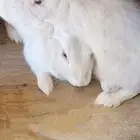 ارانب للبيع