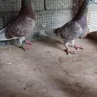 للبيع جوز زاجل