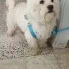 كلب مالتيز أبيض