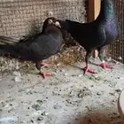 جوز زاجل اسود م انتاجه