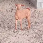 ذبايح للبيع