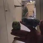 طيور بادجي