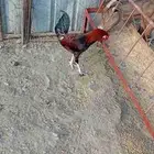 للبيع دجاج بلدي و باكستاني